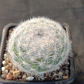 Mammillaria candida