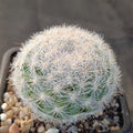 Mammillaria candida