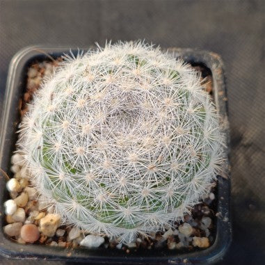 Mammillaria candida