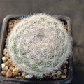 Mammillaria candida