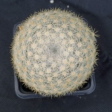 Mammillaria candida