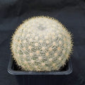 Mammillaria candida