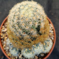 Mammillaria carmenae COLORED SPINE