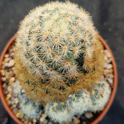Mammillaria carmenae COLORED SPINE
