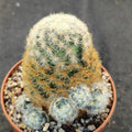 Mammillaria carmenae COLORED SPINE