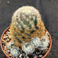 Mammillaria carmenae COLORED SPINE
