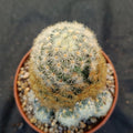Mammillaria carmenae COLORED SPINE