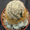 Mammillaria carmenae COLORED SPINE
