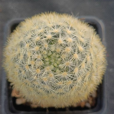 Mammillaria carmenae COLORED SPINE