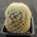 Mammillaria carmenae COLORED SPINE