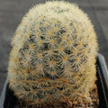 Mammillaria carmenae COLORED SPINE