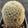 Mammillaria carmenae COLORED SPINE