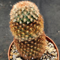 Mammillaria carmenae fa rubra