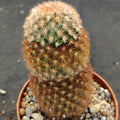 Mammillaria carmenae fa rubra