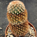 Mammillaria carmenae fa rubra