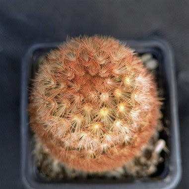 Mammillaria carmenae fa rubra