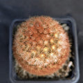 Mammillaria carmenae fa rubra