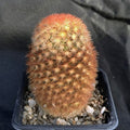 Mammillaria carmenae fa rubra