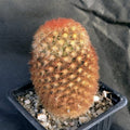 Mammillaria carmenae fa rubra