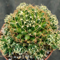 Mammillaria decipiens campotricha fa marnier lapostolei