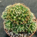 Mammillaria decipiens campotricha fa marnier lapostolei
