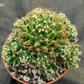 Mammillaria decipiens campotricha fa marnier lapostolei
