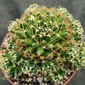 Mammillaria decipiens campotricha fa marnier lapostolei