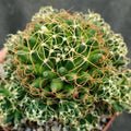 Mammillaria decipiens campotricha fa marnier lapostolei