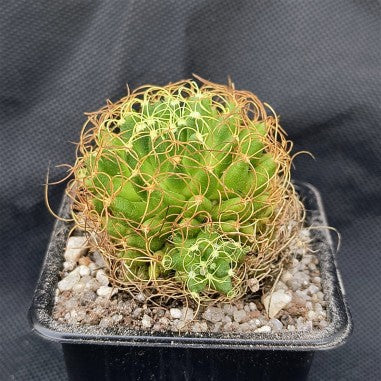 Mammillaria decipiens campotricha fa marnier lapostolei