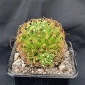 Mammillaria decipiens campotricha fa marnier lapostolei