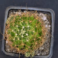 Mammillaria decipiens campotricha fa marnier lapostolei