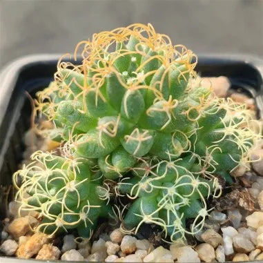 Mammillaria decipiens subsp. albescens