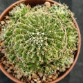 Mammillaria decipiens subsp. albescens