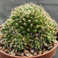Mammillaria decipiens subsp. albescens