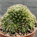 Mammillaria decipiens subsp. albescens