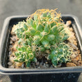 Mammillaria decipiens subsp. albescens