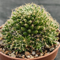 Mammillaria decipiens subsp. albescens
