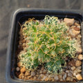 Mammillaria decipiens subsp. albescens