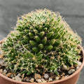 Mammillaria decipiens subsp. albescens