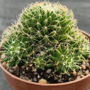 Mammillaria decipiens subsp. albescens