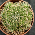 Mammillaria decipiens subsp. albescens