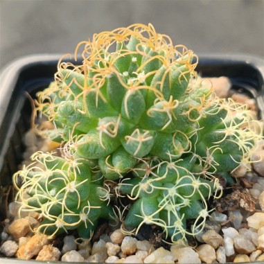Mammillaria decipiens subsp. albescens