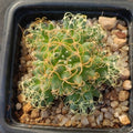 Mammillaria decipiens subsp. albescens