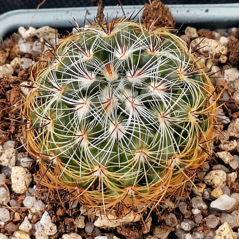 Mammillaria deherdtiana