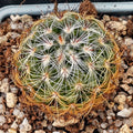 Mammillaria deherdtiana