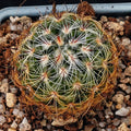 Mammillaria deherdtiana