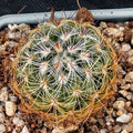 Mammillaria deherdtiana