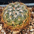 Mammillaria deherdtiana