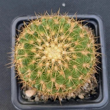 Mammillaria ginsa-maru