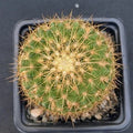 Mammillaria ginsa-maru